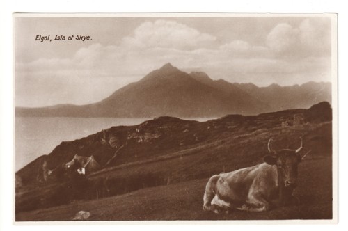 Isle skye elgol cattle - isle,