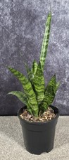 Sansevieria 'Black Coral' 35cm