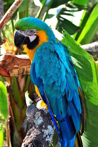 Macaw parrot yellow and - macaw,