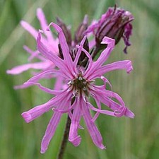 Lychnis flos cuculi - flos,