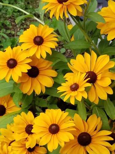 Rudbeckia hirta black - hirta,