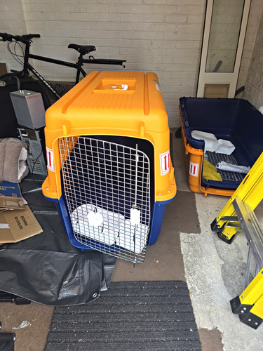 Pp60 airline approved - pp60, pet