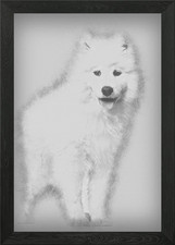Samoyed puppy standing aga