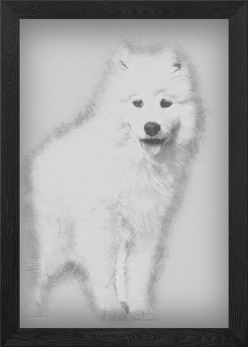 Samoyed puppy standing aga