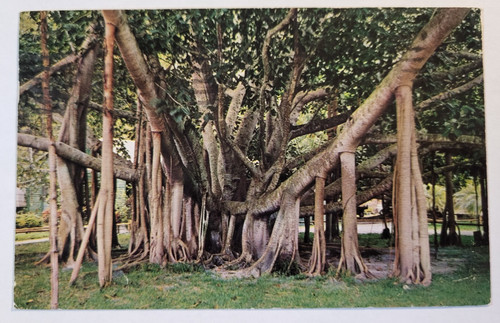 Giant banyan tree tropical - banyan,