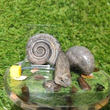 Fossil bundle Hildoceras