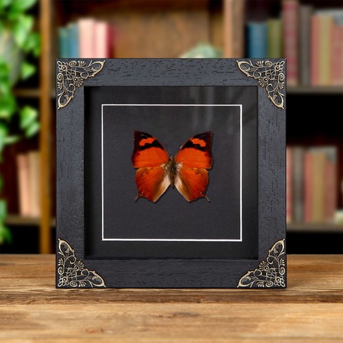Pointed leafwing butterfly - pointed, in