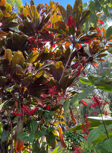 Cordyline fruticosa seed - cordyline,