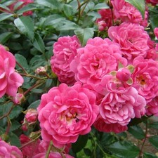 Rose Bush Lovely Fairy in 14cm Pot - Pink Summer Autumn Low Growing Rose Plant
