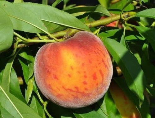 Peach tree cutting