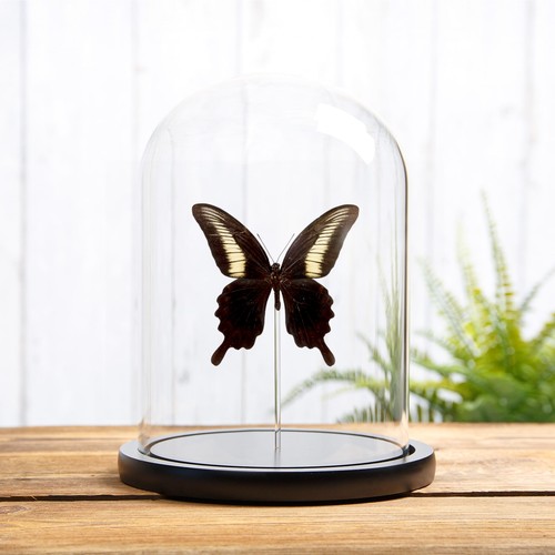 Papilio oenomaus glass dome - oenomaus, in