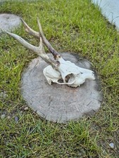 Roe Deer Skull, Skulls, Bones
