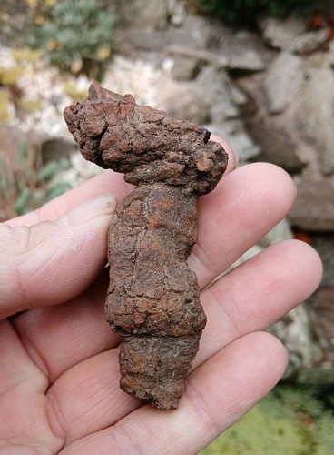 Turtle coprolite fossil poo - fossil,
