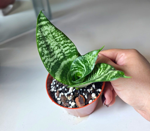 Snake plant - snake,