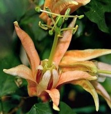 Passiflora aurantia Rare