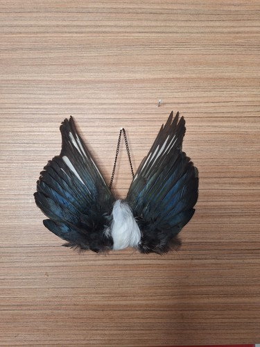 Taxidermy hanging magpie wings - taxidermy,
