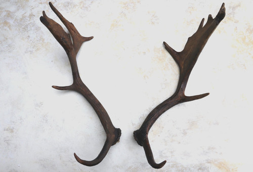 Pair fallow deer - fallow,