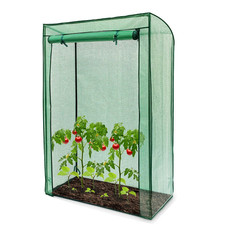 Outdoor Garden Tomato Plant