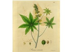 Ricinus communis thymus - ricinus,
