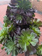 Large Aeonium Velour Rooted