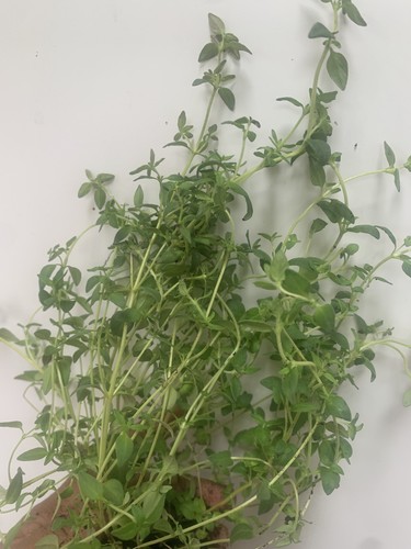 Thyme herb plants large - plants, in