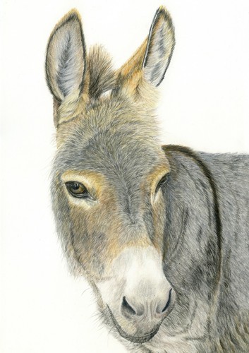 Donkey coloured pencil pet - coloured,
