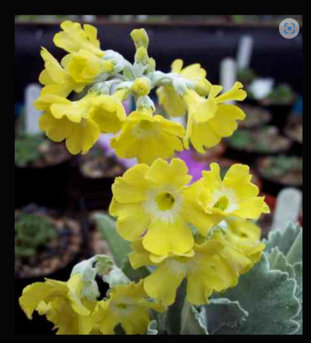 Primula auricula wharfedale - primula,