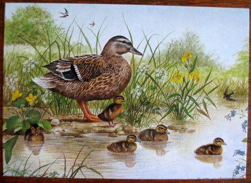 Single postcard mallard - postcard,