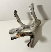 Manzanita Driftwood, Reptile