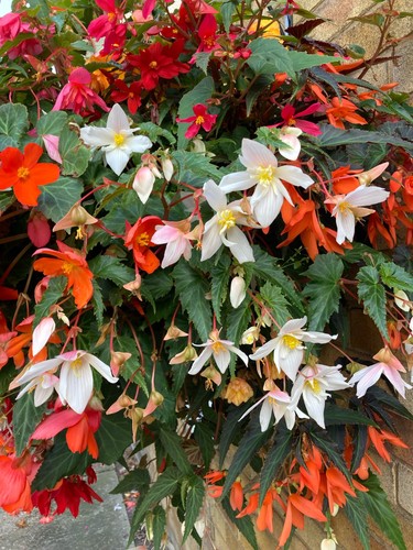 Six white trailing begonia - trailing,