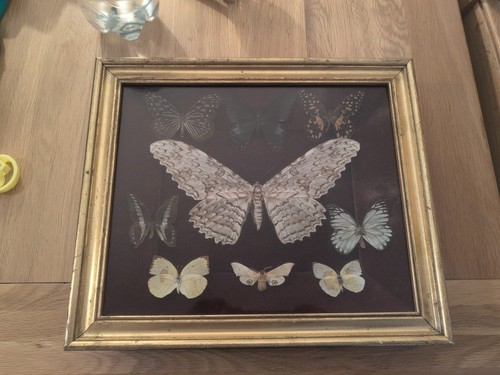 Vintage framed taxidermy - vintage,