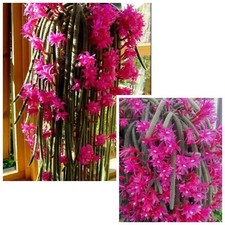 5 Rat Tail Cactus Aporocactus Flagelliformis SYN. Disocactus Cuttings 6cm