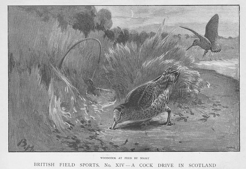 Woodcock feed night - woodcock,