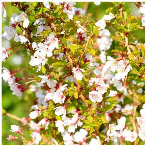 Prunus incisa kojo mai - prunus,