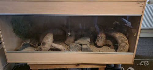 6ft woode vivarium with - 6ft,