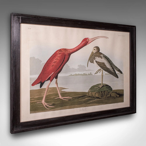 Vintage scarlet ibis picture - ibis,