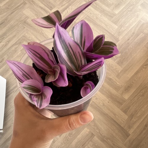 Tradescantia nanouk wandering - nanouk,