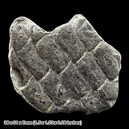 Rare dapedium fish scale - fish,