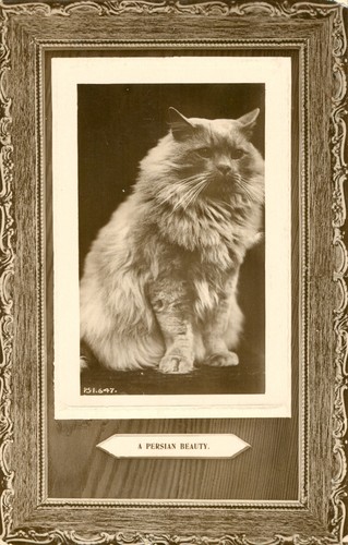 Kitten cat framed persian - kitten,