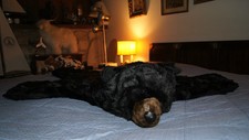Cabin decor bear rug - decor,