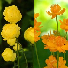 Trollius Bare Roots - Vibrant