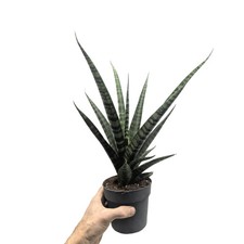Sansevieria Silver Steel -