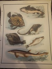 Macmillan Vintage School Poster Sea Fish Print