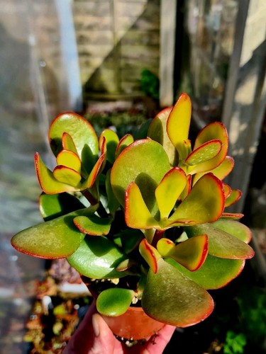 Crassula ovata sunset the - crassula,