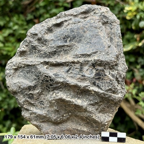 Fossil dinosaur iguanodon - fossil, bone