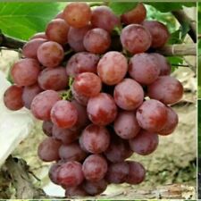 Grape Seeds Vitis Vinifera Delicious Fresh Fruit Organic Seeds - U.K Seller