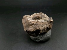Real Fossil Dinosaur Egg