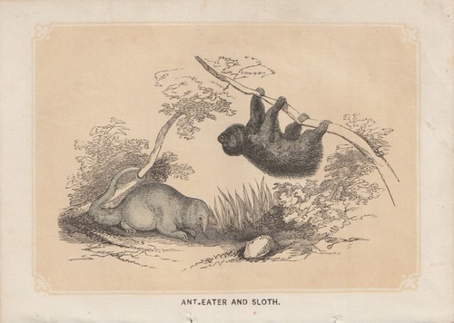 Anteater three toed sloths - anteater, three-toed