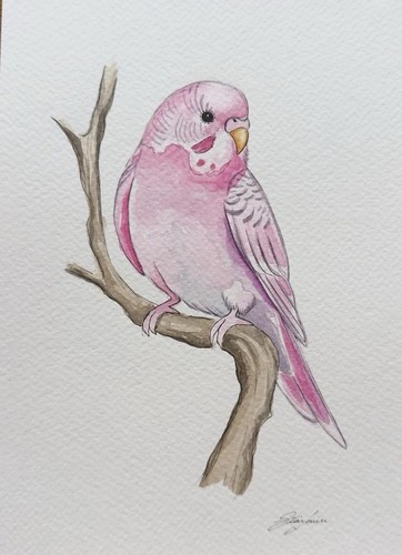 Original pink parakeet - original,