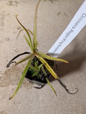 Drosera Regia #7 with 2+